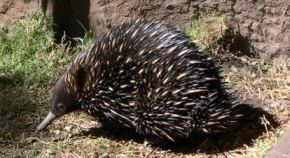 Echidna, a marsupial with a straw-like beak, hedgehog-like needles - Nature's whimsy?