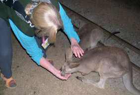 Kate handfeeds a young kangaroo