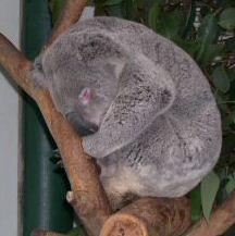 Koala curled up in eucalyptus tree