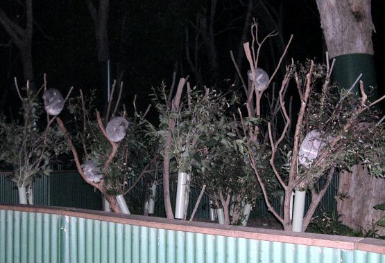 Koalas nesting in eucalyptus trees