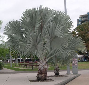A splendidly beleafed palm lives on the streets of Gold Coast