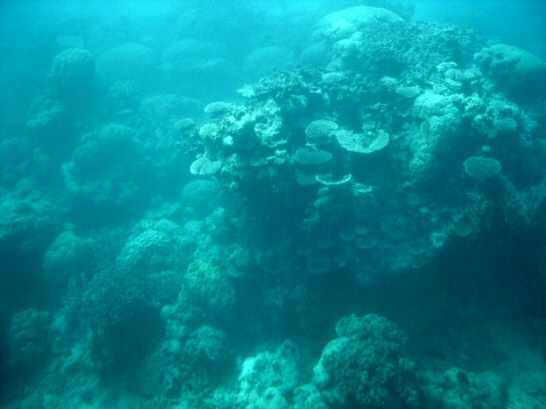 Small part of the Reef, showing a fantastic underwater world.