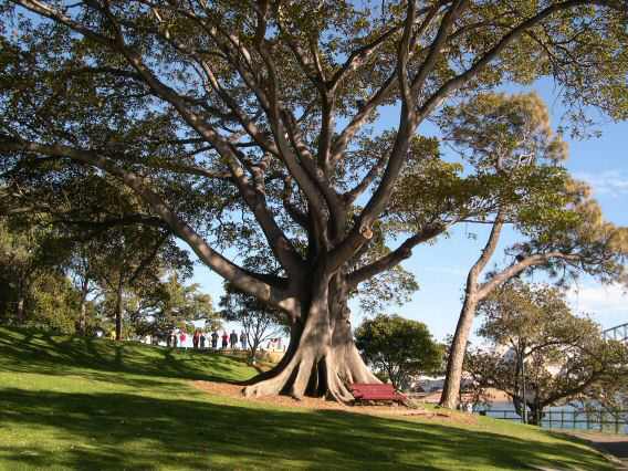 This huge tree, thousands of years old, lives in Sydney.
