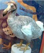 Dodo