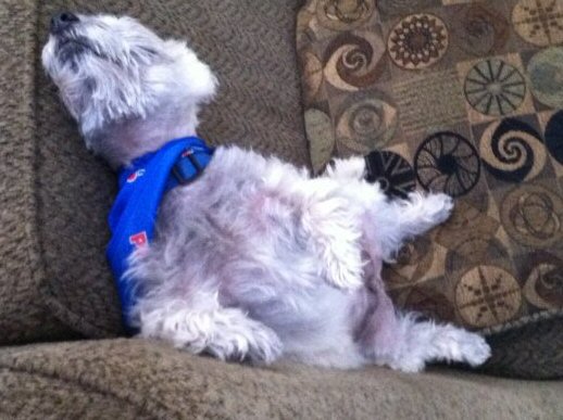 Kadon living a dog's life