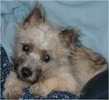 A puppy named Kadon
