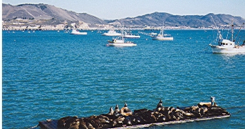 Sea lion parking lot