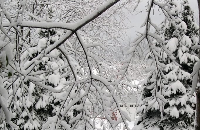 Branches forming fractal designs