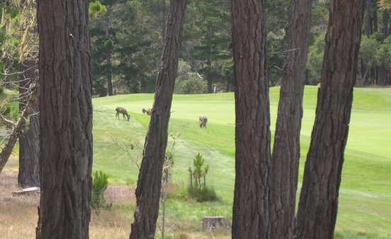 Deer placidly feed near 14th hole