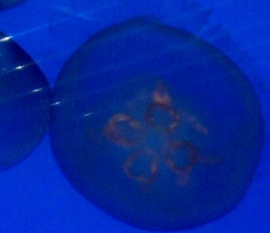 Jellyfish with belly ridges
